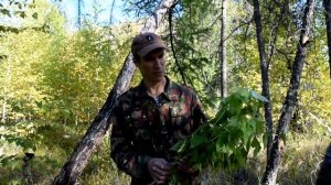 Арсенал Тибетской медицины. Какалия копьевидная.