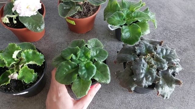 ШОК?/ Продала все фиалки / смотреть онлайн