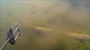 Рыбалка в Карелии. Из Краснодара в Карелию.ч.4.Подводная охота. ламбушка