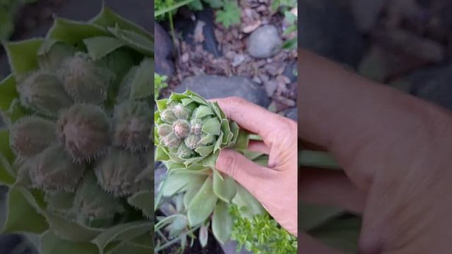 Обзор новой клумбы смотреть онлайн