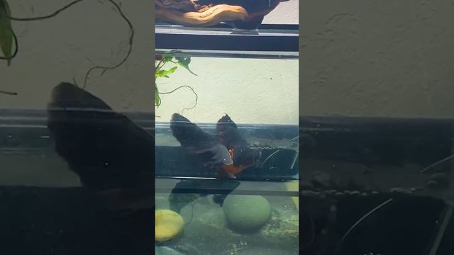 Sick Black Fish Transforms Into The Most Beautiful Goldfish l The Dodo