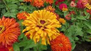 Цинния изящная: выращиваю не первый год и результатом цветения довольна