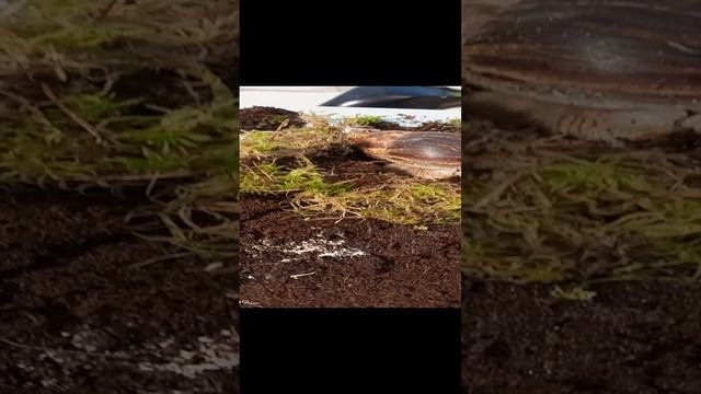 Роси вчера купалась в земле☺