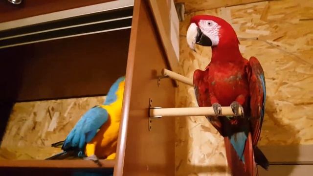 Попугаи ара сделали гнездо в шкафу смотреть онлайн