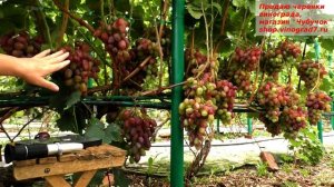 Виноград КЛАУДИО КАРДИНАЛЕ - ранний, очень крупный и разноцветный. Сладкий https://shop.vinograd7.r