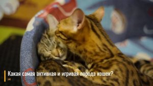 Как Зависит Характер Кошки от Породы (Раскрываем Секреты Исследования)