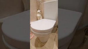 Унитаз VitrA Zentrum 9824 B003-7207, компактный, безободковый, 5-й год владения