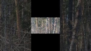 Птицы Алтайского края 2020-2023