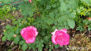 Роза Пароле, самая крупная в моем саду