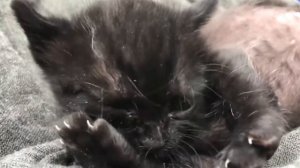 Можно ли котам и кошкам кошачью мяту? | Как кошачья мята действует на котов | Интересные факты