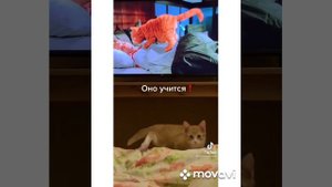 смешные животные из тик тока#прикольные животные#приколы с животными тик тока#Grazi animals tiktok#