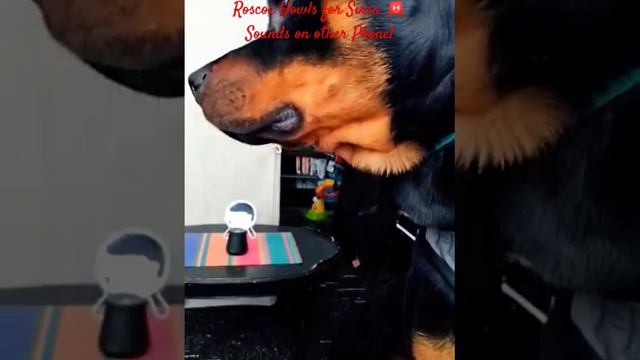 Roscoe the Rottie Howls at Siren 🚨 Sounds on my other phone!! More to Come today He is Eager to How