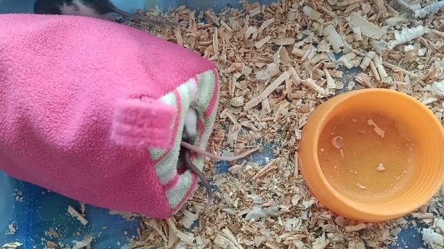 КРЫСЯТА ДАМБО В ?ДОМИКЕ МАЛЫШИ ДЕКОРАТИВНЫЕ КРЫСЫ | Хомячуля: Secret Life Hamster - Pets