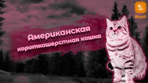 Порода кошек Американская короткошерстная: Особенности и характера