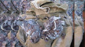 "Охота на белую куропатку" "Охота на лесную (боровую) дичь" Герман В.Е