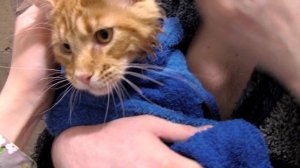 Кот Мейн-Кун КУПАЕТСЯ в ванной. Семён НЕ УЗНАЛ свой хвостик!