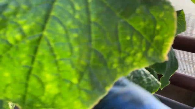 Проверка на нитраты и тяжелые металлы. Сборы огурца 22.03.2021г. смотреть онлайн