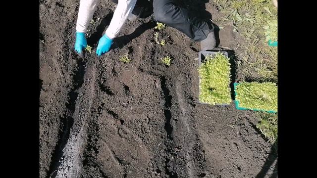 Петунии посадка рассады смотреть онлайн