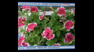 Giống hạt hoa dạ yên thảo viền PETUNIA - PET083 Jumbo Cherry Frost