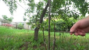 Сюжет из жизни в деревне о том, как я опрыскивал мыльным раствором деревья слив и абрикоса от тли