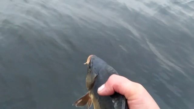 Зеркальный карп будет жить. смотреть онлайн