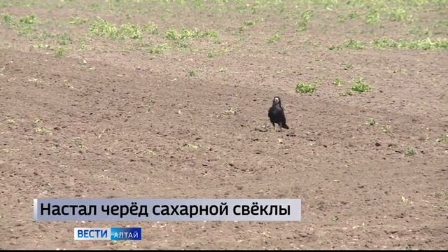 В Алтайском крае началась уборка сахарной свёклы