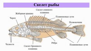 Тип Хордовые. Тема 26. Надкласс рыбы. Речной окунь — представитель костных рыб.