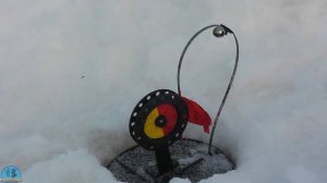 Мотособака IKUDZO Рыбалка Глубокий снег Сильный мороз