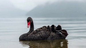 Чёрный лебедь Нассим Талеб Глава VI