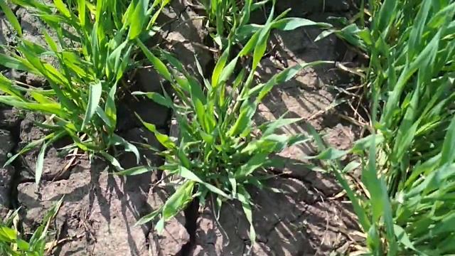 Засуха. Грунтовая корка на пшенице. Роторный культиватор ROTARYSTAR от EINBÖCK. Ротационная борона. смотреть онлайн