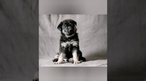 Факты о Восточно европейской овчарке.