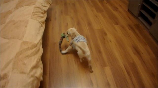 Модница! / щенок лабрадор 2 месяца/ Labrador Jesse смотреть онлайн