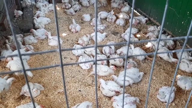 Жара. Курочки чуть не поджарились. Спасение. смотреть онлайн