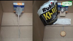 проверяем КЫШ: эксперимент с мышами