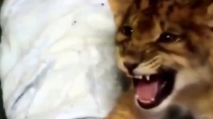 Львенок учится рычать