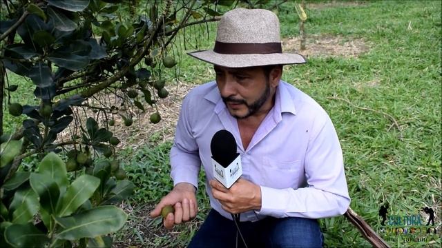 Cultivos De Macadamia En Guayatá, Boyacá. смотреть онлайн