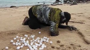 Bede Tungutalum finds turtle eggs at Cape Fourcroy