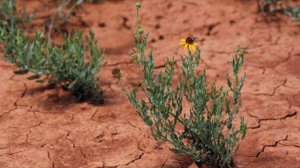 Подсолнечник реснитчатый (Helianthus ciliaris DC.).mp4