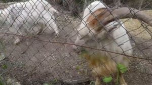 ВЛОГ КОНТАКТНЫЙ ЗООПАРК ПАВЛИН КАБАНЫ ОСЛИКИ ОЛЕНИ МАЛЬНЬКИЕ ПУШЫСТЫЕ КРОЛИКИ КРАСИВЫЕ БЕЛЫЕ ЛЕБЕДИ