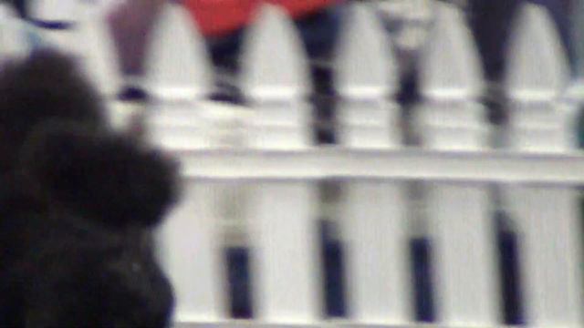 00070XXIII Национальная выставка пуделей 28.05.2017 --Перпетум Мобиле из Зимних грез смотреть онлайн