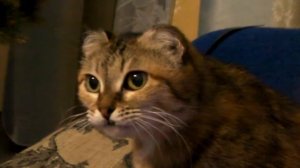 обожралась