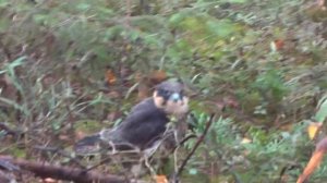 Птенец сокола. Baby bird of a falcon.