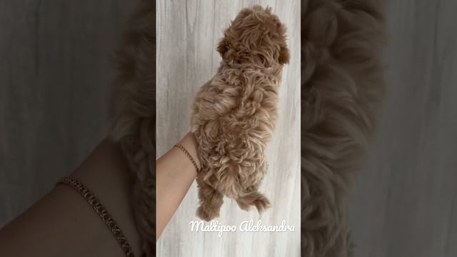 Шикарный эксклюзивный мальчик Мальтипу ф1 😍необычный и очень эффектный малыш🥰окрас Меллер