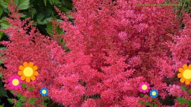 Астильба арендса Хэви Метал. Краткий обзор, описание характеристик astilbe arendsii Heavy Metal смотреть онлайн
