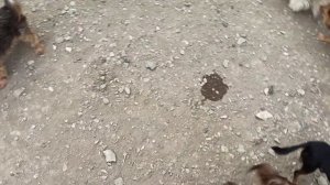 Рассказываю про ПОЛОВОЕ ВОСПИТАНИЕ КОБЕЛЯ пока стая мелких гуляет во дворе. ВЯЗКА СОБАК.