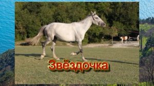 Конные прогулки в Геленджике. Наши лошади, КТБ "Прасковеевка"