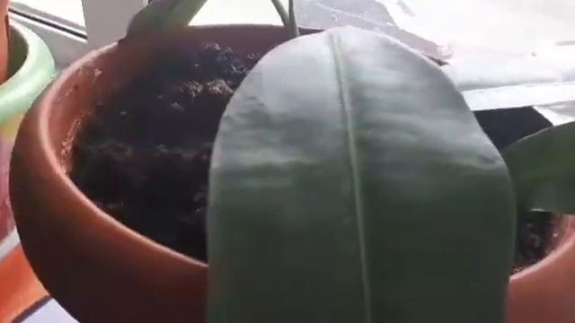 Корневин ( укоренитель ) для размножения цветов... смотреть онлайн