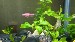 Нано аквариум. Аквариум Джебо с биофильтром.