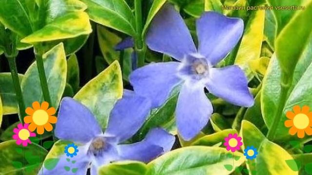 Барвинок малый Ауреовариегата. Краткий обзор, описание характеристик vinca minor Aureovariegata