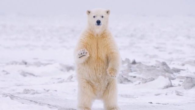 О белом медведе. Развивающее видео смотреть онлайн